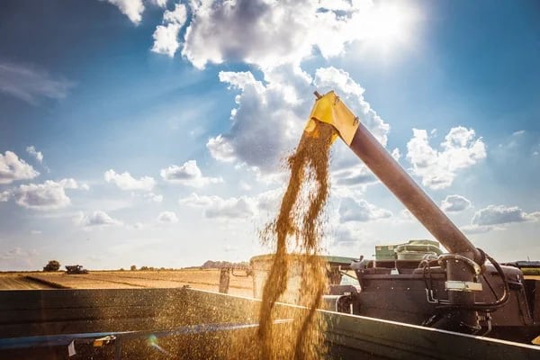 Україна зібрала майже 32 млн тонн зерна нового врожаю
